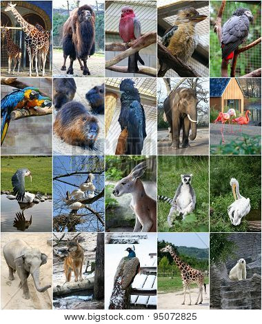 Different Animals Collage