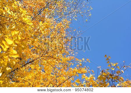 Yellow leaves