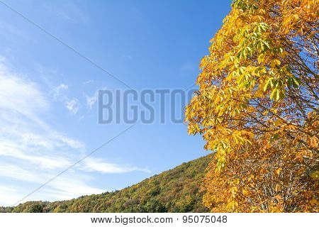 Horse chestnut tree