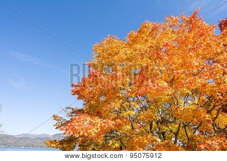 Orange maple tree