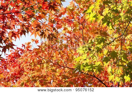 Autumn maple leaves