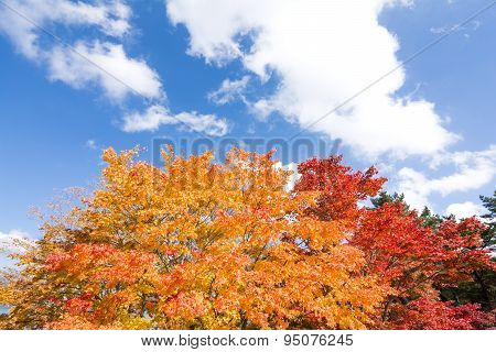 Autumn maple leaves