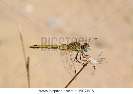 Dragonfly