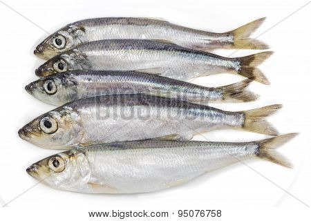 Several Sprats Closeup