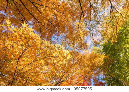 In the autumn forest