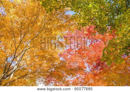In the autumn forest