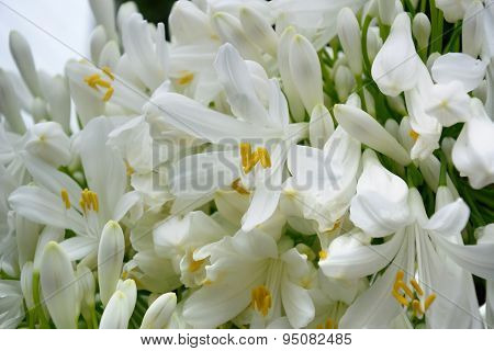 Agapanthus Flowers