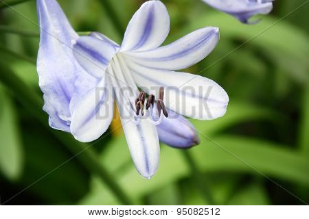 Agapanthus Flowers