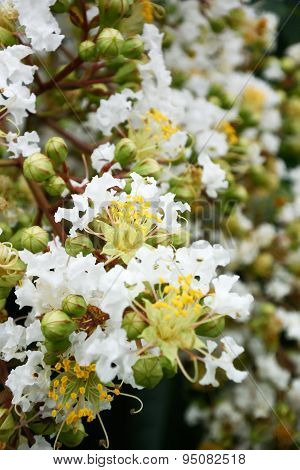 Crape Myrtle