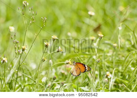 Butterfly and poaceae