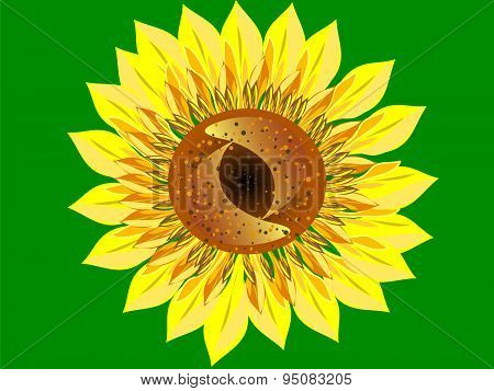 Yellow flower big sunflower on a green background