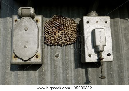 Wasp nest between electric boxes