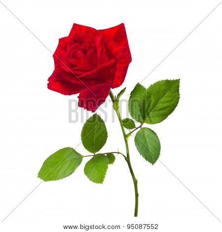 Beautiful Red Rose