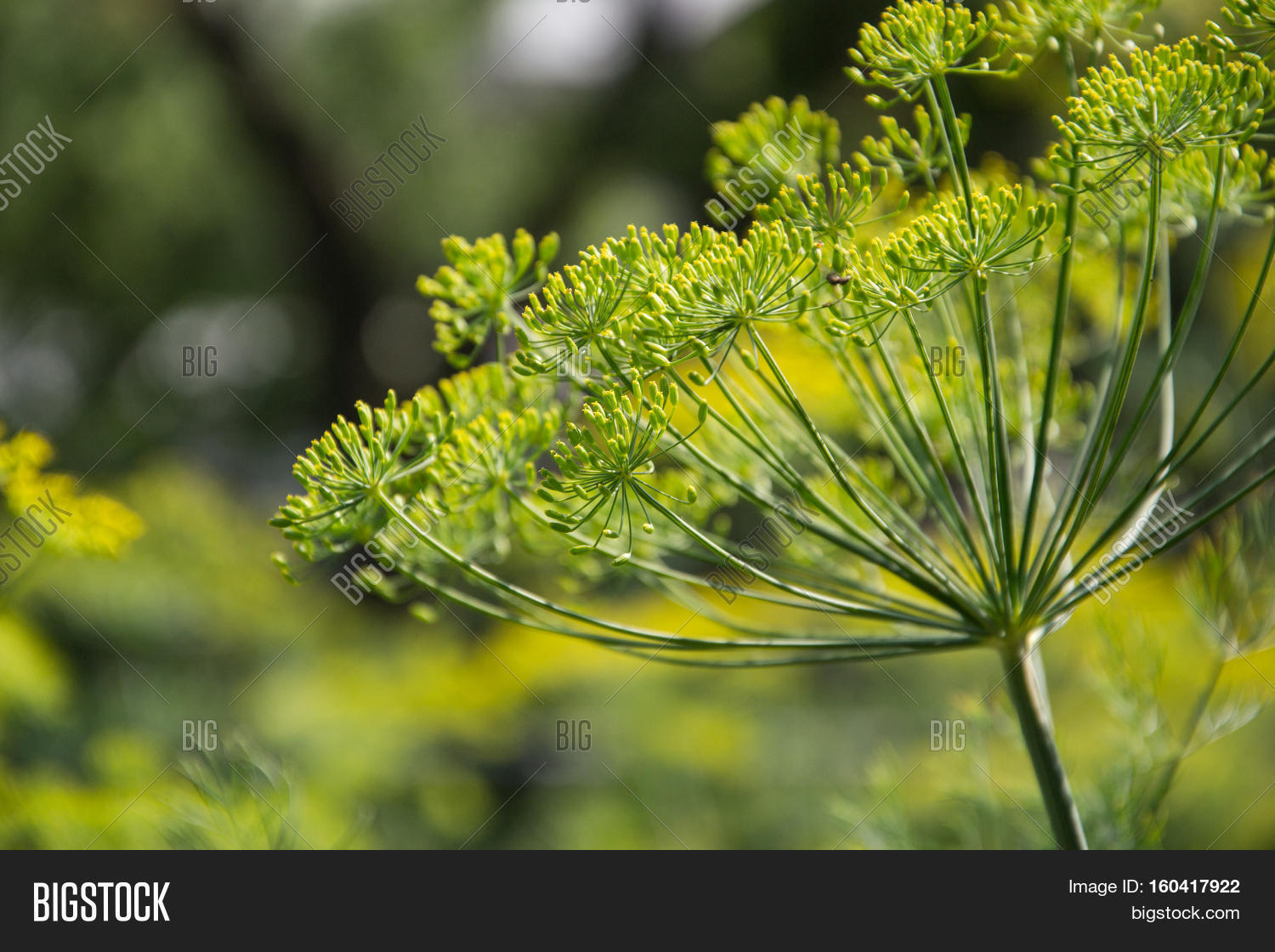 Flowering Dill Herbs Image & Photo (Free Trial) Bigstock