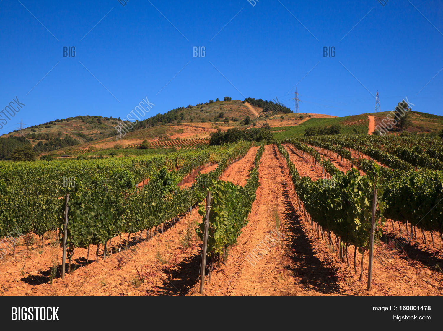 View Vineyards Spanish Image & Photo (Free Trial) Bigstock