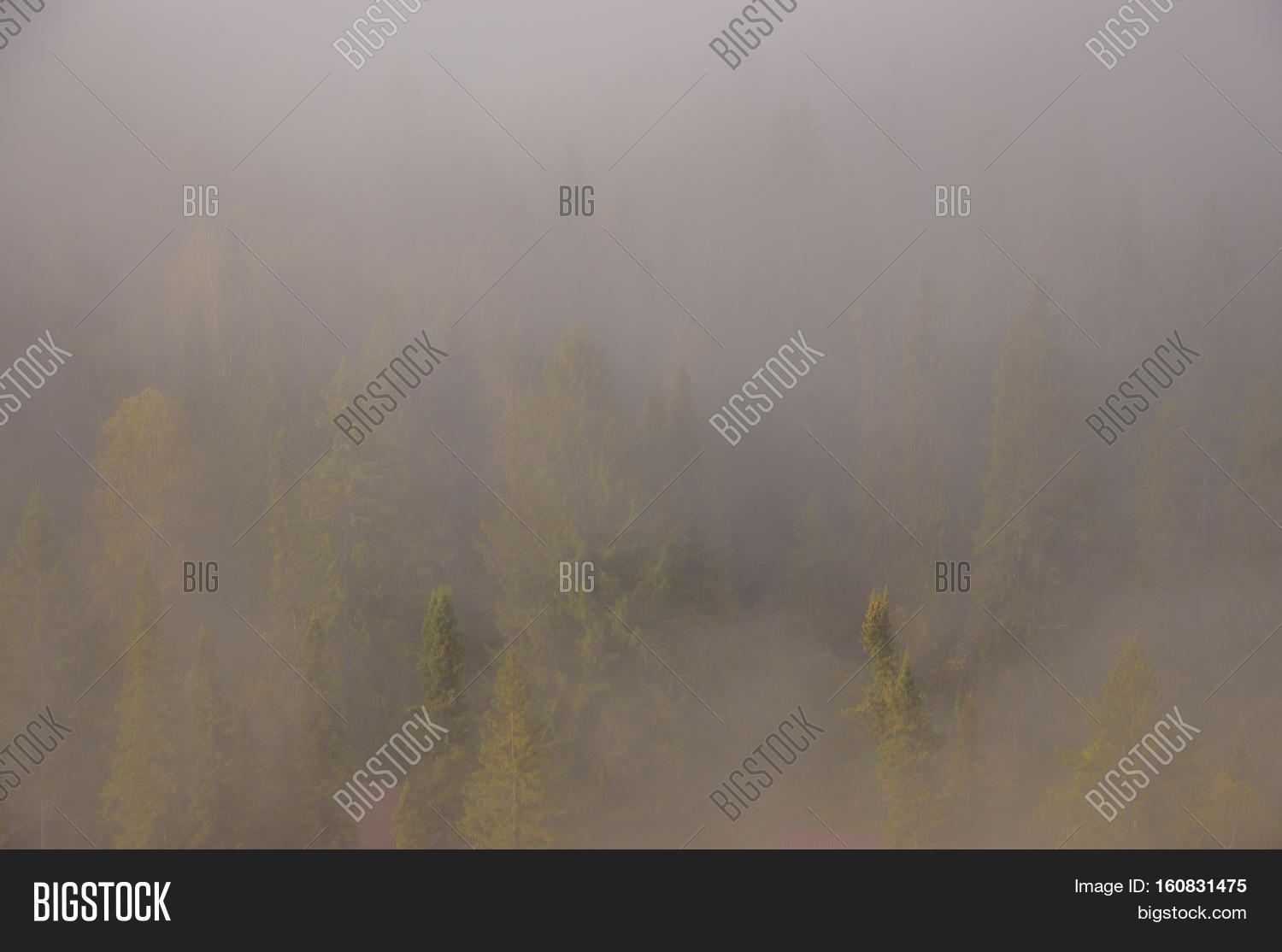 Thick Morning Mist Image & Photo (Free Trial) | Bigstock