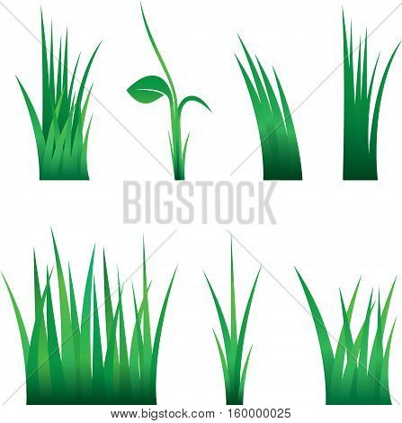 Green Grass Isolated On White Background Vector Illustration