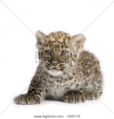 Persian Leopard Cub (2 Monate)