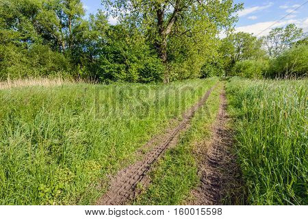 Two wheel tracks in the grass in a rural area with flowering grasses and wild plants. It is spingtime now.