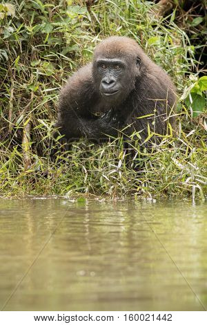 Beautiful and wild lowland gorilla in the nature habitat in Africa