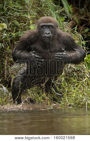 Beautiful and wild lowland gorilla in the nature habitat in Africa