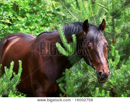 bugten hest omkring pinetrees