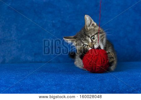 Cat with red woolen ball, little grey tabby kitty playing with skein of tangled sewing threads on blue background