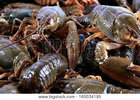 wonderful freshly caught crayfish as a trophy for a successful fishing foods