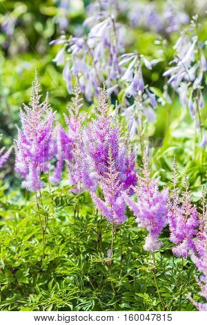 Blooming pink Astilba Arends Amethyst ( lat. Astilbe arendsii 