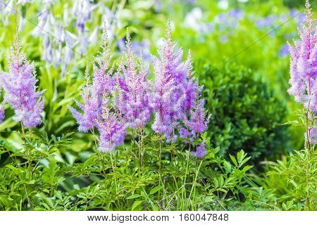 Blooming pink Astilba Arends Amethyst ( lat. Astilbe arendsii 