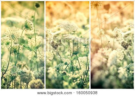 Beautiful white flowers in meadow lit by sunlight