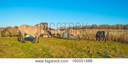 Horses along the shore of a frozen lake