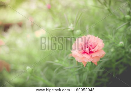 Pink pussley flower. Beauty of pussley flower or Moss Rose under natural light in the morning.(vintage effectsoft focus)