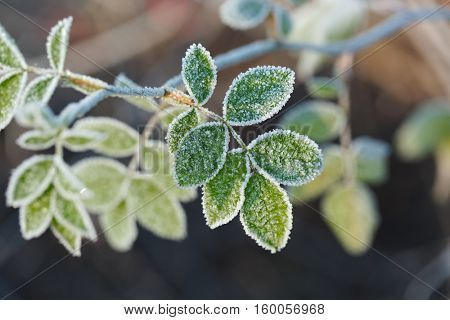 Frozen leaves of a plant in winter