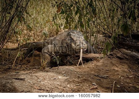 Gigantic komodo dragon in the beautiful nature habitat on a beautiful island in Indonesia
