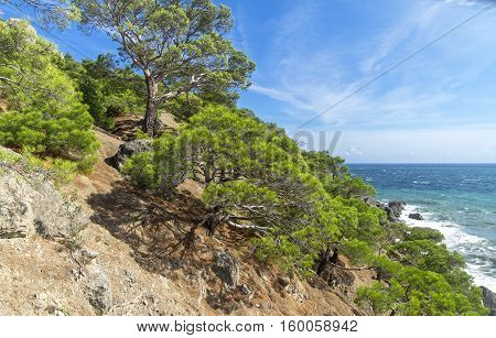 Relict pine trees on the hillside. The Black Sea coast. Crimea September.