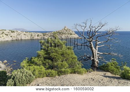 Two relict pine live and dead standing together on a quiet bay. The Black Sea coast Crimea September.