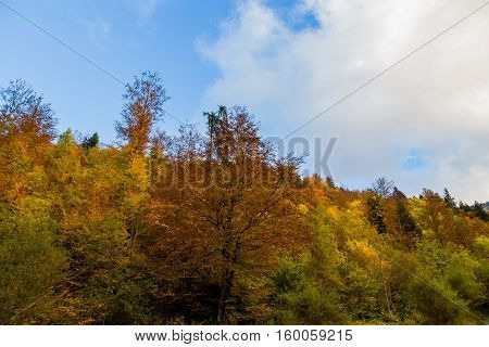 Orange and green trees in autumn with blue sky
