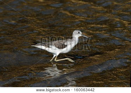 Common Greenshank (Tringa nebularia) walking at shallow water. Goa India