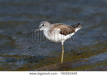 Common Greenshank (Tringa nebularia) balancing on one leg. Goa India