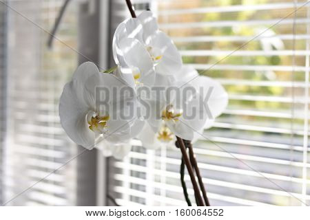 vase, flowers in the window, the sun, interior