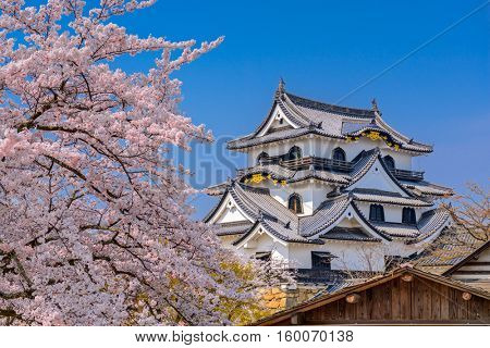Hikone, Japan at Hikone Casle in the spring season.