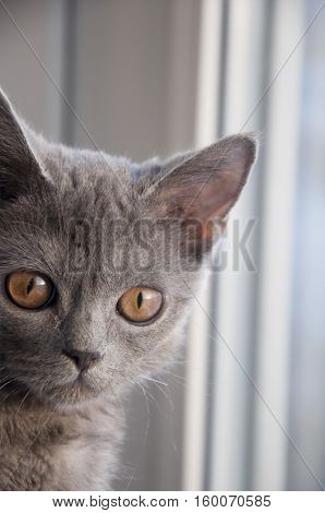 British Shorthair cat is looking forward at the window