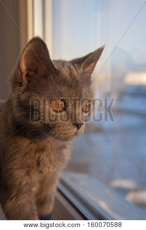 British Shorthair cat is looking in the window on the sundown