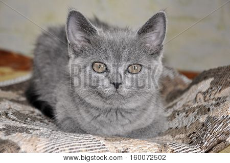 British Shorthair cat is laying on the bad and looking forward