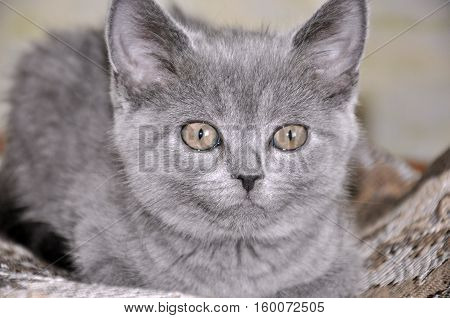 British Shorthair cat is laying on the bad and looking forward