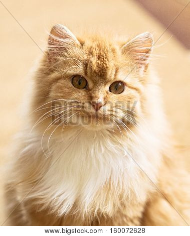 Beautiful, playful, fluffy cat with character poses for the camera.