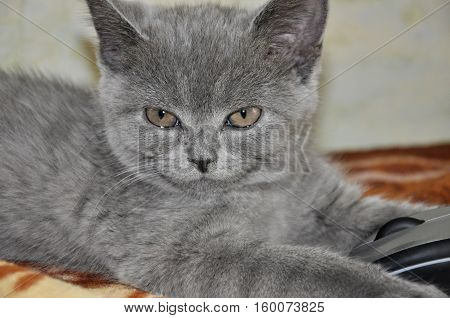 British Shorthair cat is laying on the bad and looking forward