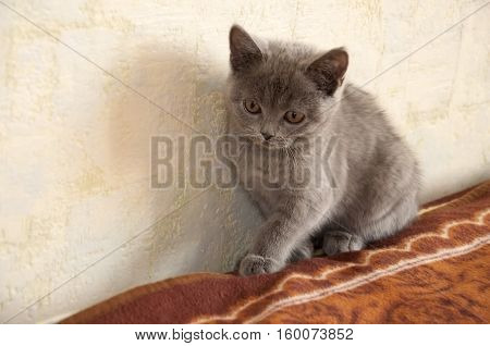 British Shorthair cat is playing on the bad