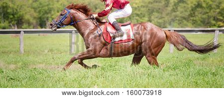racing horse portrait in action on competition
